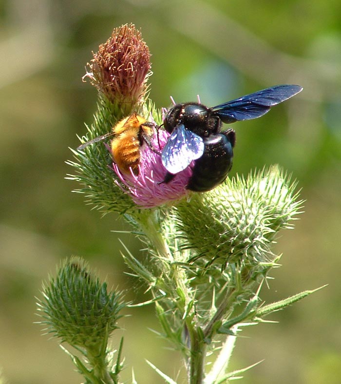 Xylocopa violacea